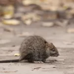 Techniques pour savoir si les rats sont partis de la maison
