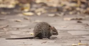 Techniques pour savoir si les rats sont partis de la maison
