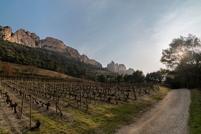 vignobles français