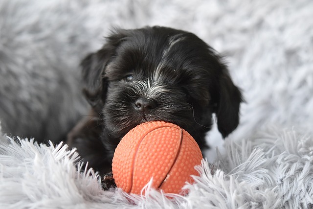 Jouets pour chiot