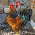 Vermifuge bio pour poules : Protégez vos animaux sans produits chimiques