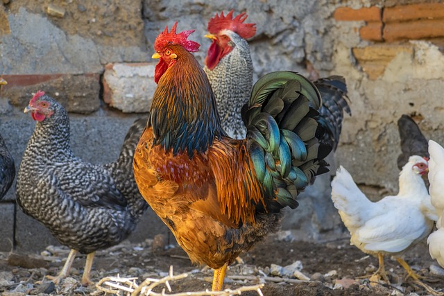 Vermifuge bio pour poules : Protégez vos animaux sans produits chimiques