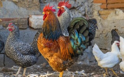 À quel moment les poules commencent-elles à pondre ?