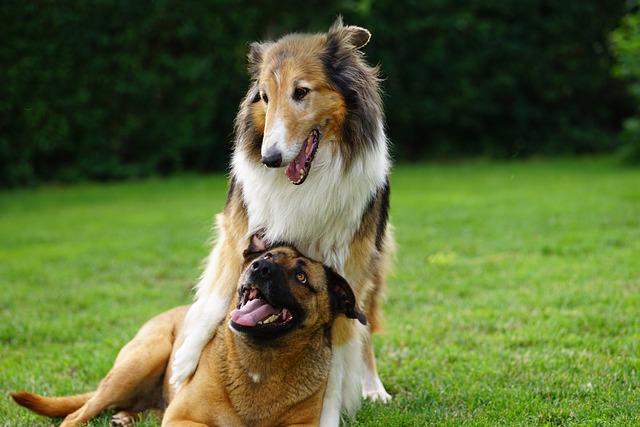 chiens de berger