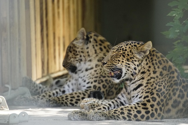 animaux sauvages menacés