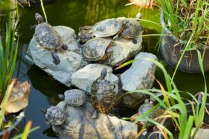 animaux à carapace