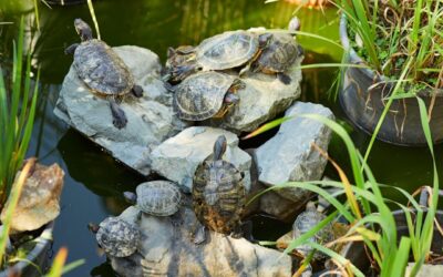 animaux à carapace