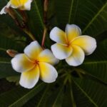 copelandia hawaiian