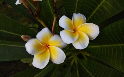 copelandia hawaiian