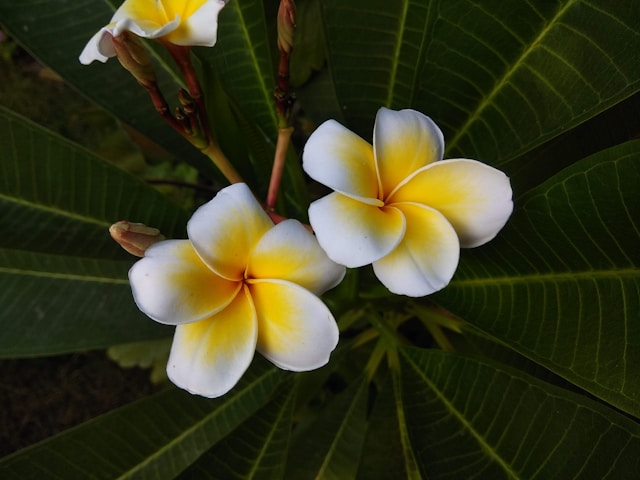 copelandia hawaiian