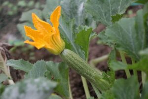 protection des potagers